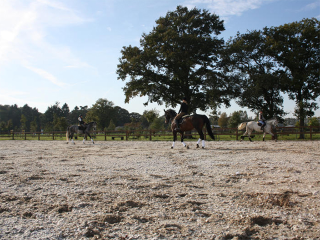 Pferd beim Training