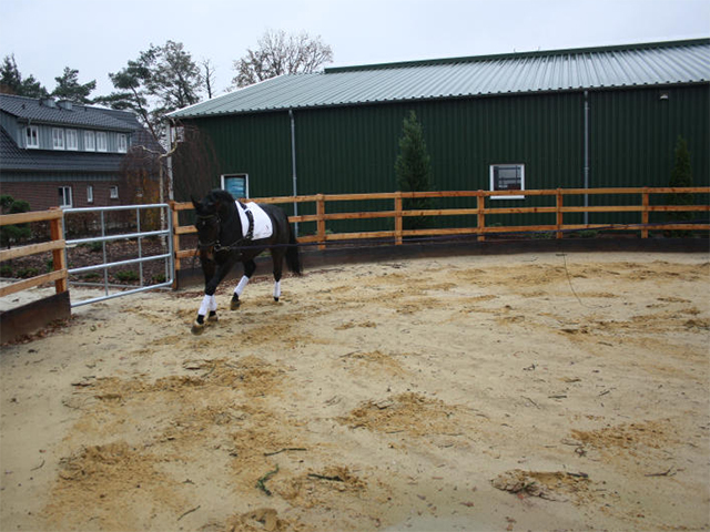 Pferd beim Training