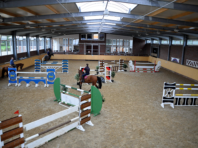 Pferd beim Training